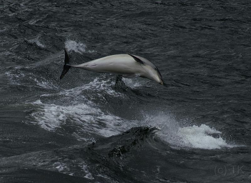 PICT83077_081229_Doubtful_1_Dolphin_c.jpg - Delphin