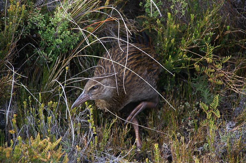 PICT9A0481_090104_Heaphy_2.JPG - Weka