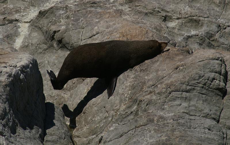 PICT94074_090114_Kaikoura_c.jpg - New Zealand Fur Seal, Ohau Pt. Seal Colony