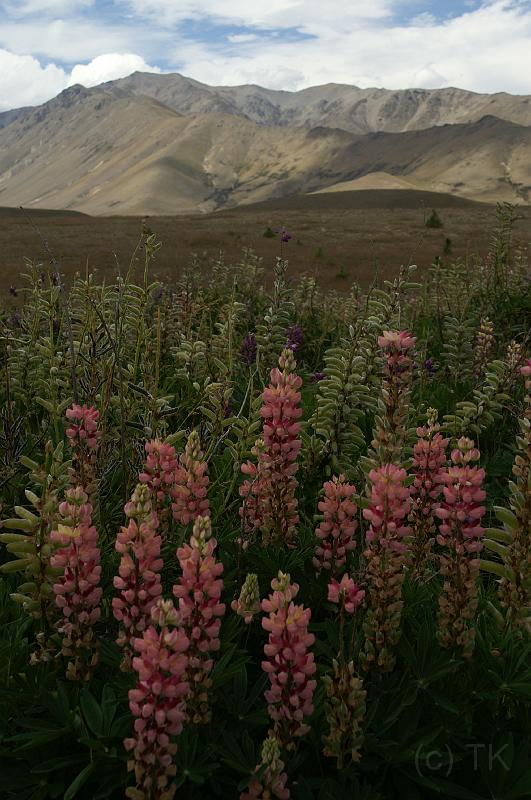 PICT9A1245_090117_Tekapo.JPG - Lupinen, zwischen Burke's Pass und Lake Tekapo