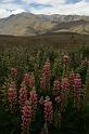 PICT9A1245_090117_Tekapo