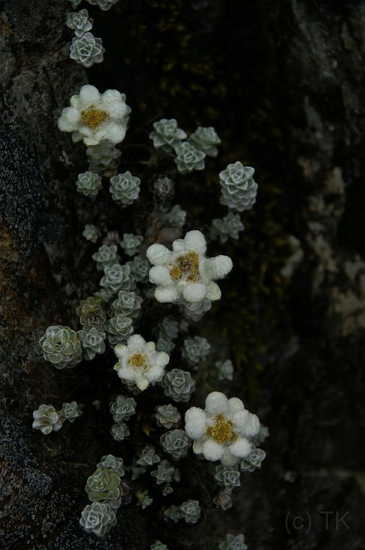 PICT9A1365_090118_MtCook.JPG - Edelweiss im Hooker Valley, Mount Cook National Park