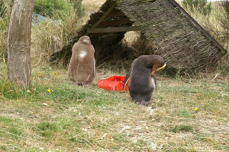 PICT94382_090116_OtagoPenin.jpg - Penguin Place, Otago Peninsula (Dunedin): Yellow Eyed Penguin "Bob" mit Nachwuchs