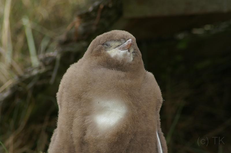 PICT94391_090116_OtagoPenin.jpg - Penguin Place, Otago Peninsula (Dunedin): Yellow Eyed Penguin-Nachwuchs