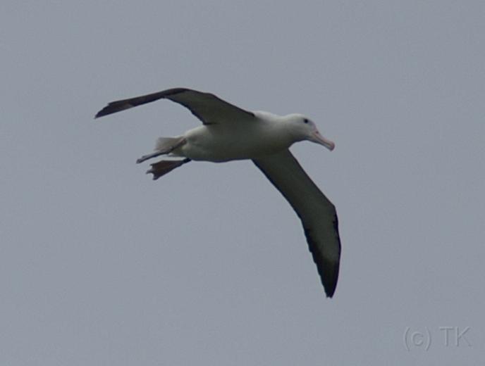 PICT94417_090116_OtagoPenin_c.jpg - Taiaroa Head, Otago Peninsula (Dunedin): Royal Albatross