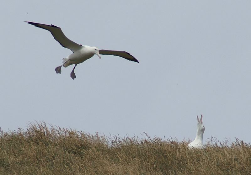 PICT94423_090116_OtagoPenin_c.jpg - Taiaroa Head, Otago Peninsula (Dunedin): Royal Albatross im Landeanflug