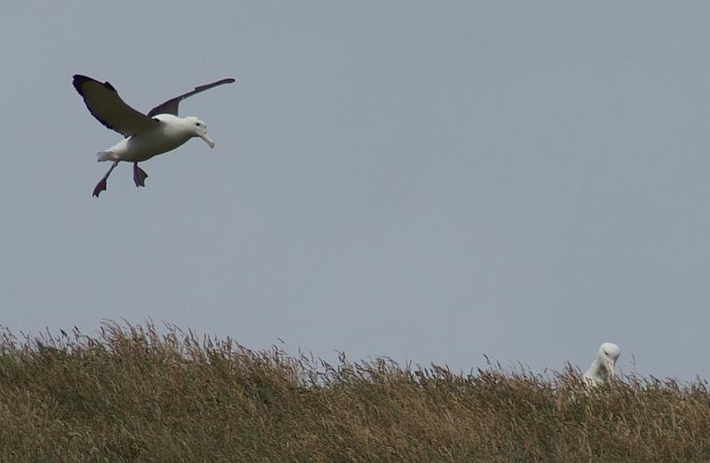 PICT94428_090116_OtagoPenin_c.jpg - Taiaroa Head, Otago Peninsula (Dunedin): Royal Albatross im Landeanflug