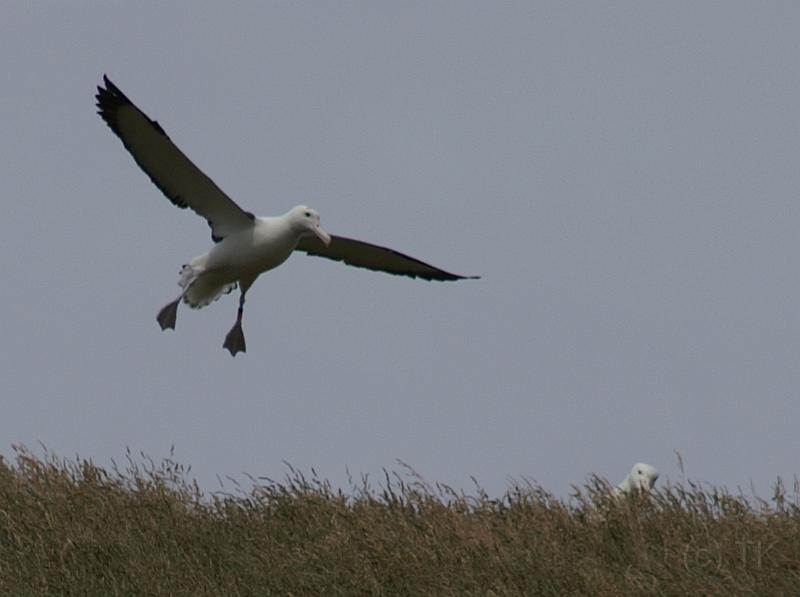 PICT94432_090116_OtagoPenin_c.jpg - Taiaroa Head, Otago Peninsula (Dunedin): Royal Albatross im Landeanflug