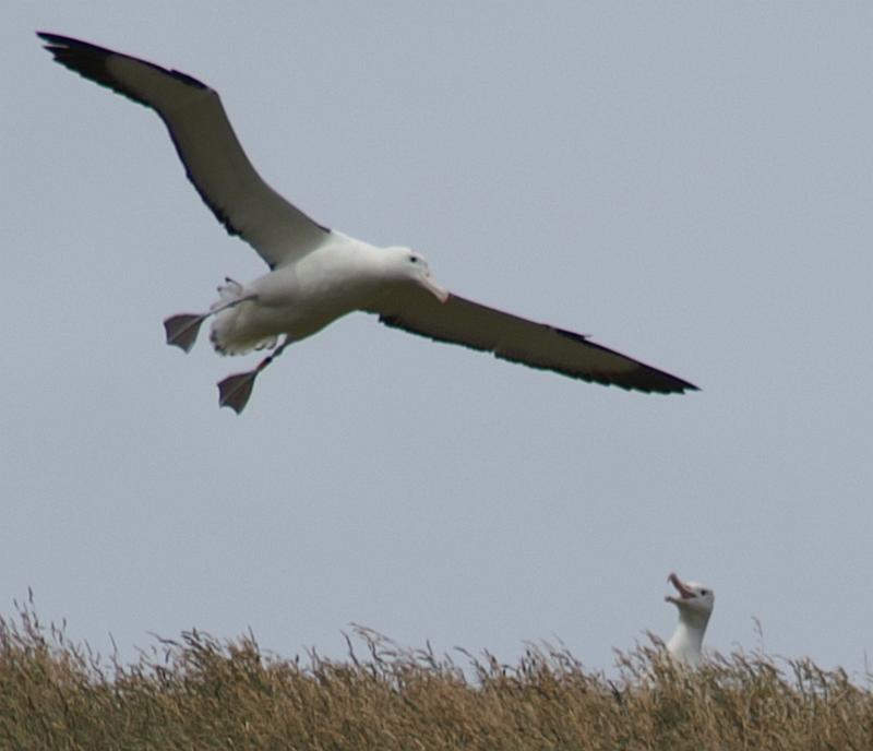 PICT94433_090116_OtagoPenin_c.jpg - Taiaroa Head, Otago Peninsula (Dunedin): Royal Albatross im Landeanflug