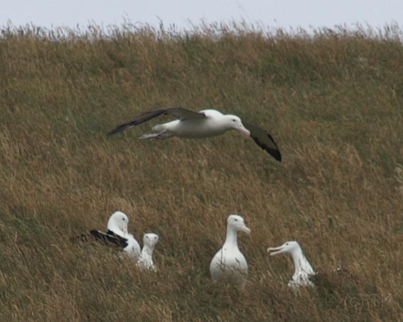 PICT94456_090116_OtagoPenin_c.jpg - Taiaroa Head, Otago Peninsula (Dunedin): Royal Albatross beim Starten