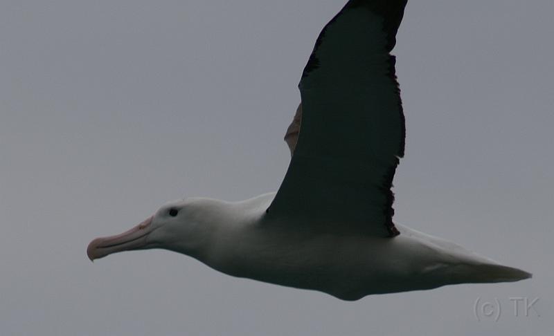 PICT94462_090116_OtagoPenin_c.jpg - Taiaroa Head, Otago Peninsula (Dunedin): Royal Albatross