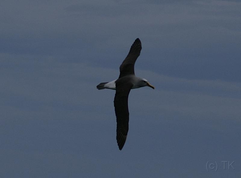 PICT94473_090116_OtagoPenin_c.jpg - Taiaroa Head, Otago Peninsula (Dunedin): Albatross