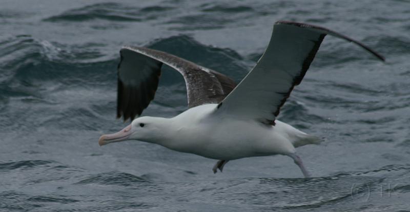 PICT94481_090116_OtagoPenin_c.jpg - Taiaroa Head, Otago Peninsula (Dunedin): Royal Albatross beim Starten