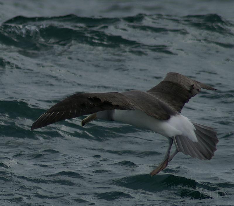 PICT94489_090116_OtagoPenin_c.jpg - Taiaroa Head, Otago Peninsula (Dunedin): Royal Albatross beim Landen