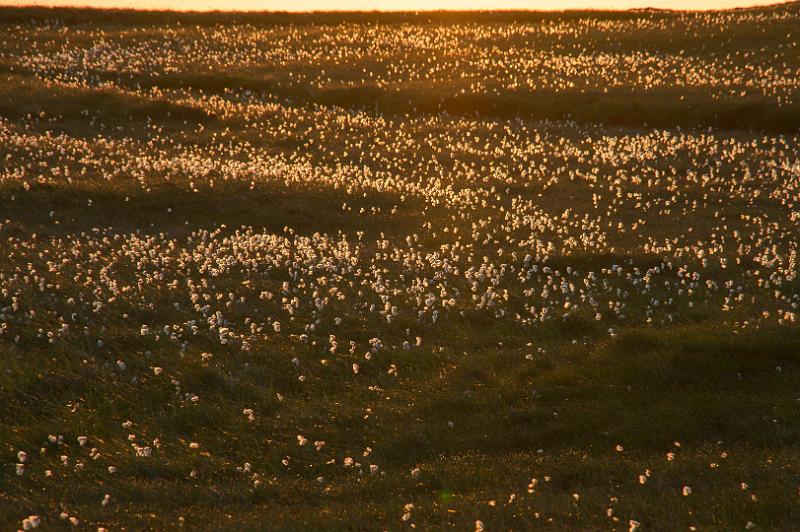 160605_2139_A01326_NeistPoint_hd.jpg - Wollgras im Abendlicht, Neist Point