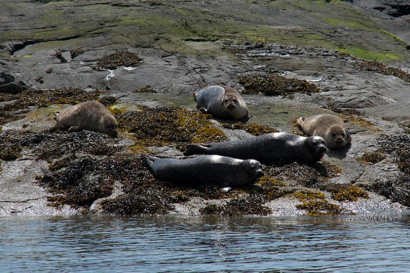 160609_1304_A01596_LochCoruisk_hd.jpg - Seals