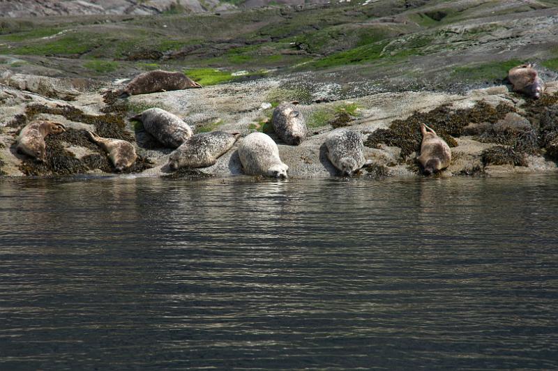 160609_1308_A01608_LochCoruisk_hd.jpg - Seals