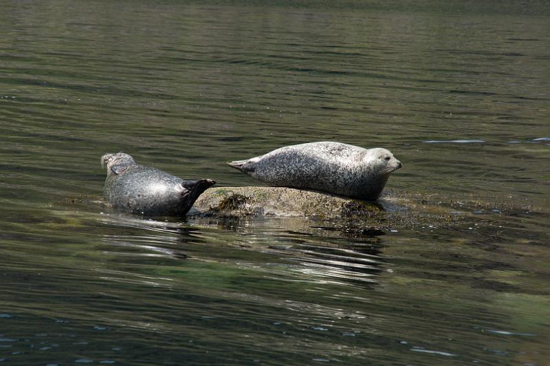 160609_1312_A01612_LochCoruisk_hd.jpg - Seals