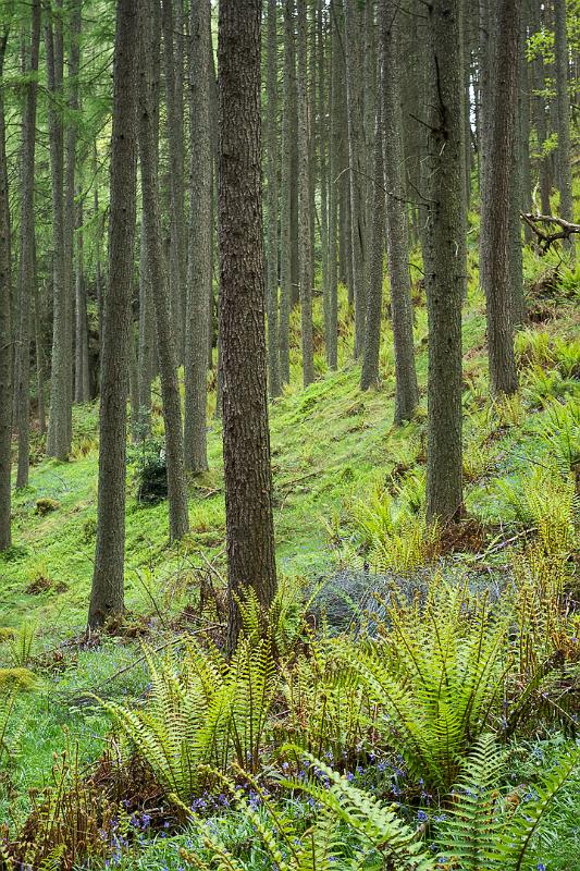 160526_1320_T06660_WHW_hd.jpg - Abstieg vom Conic Hill zum Loch Lomond