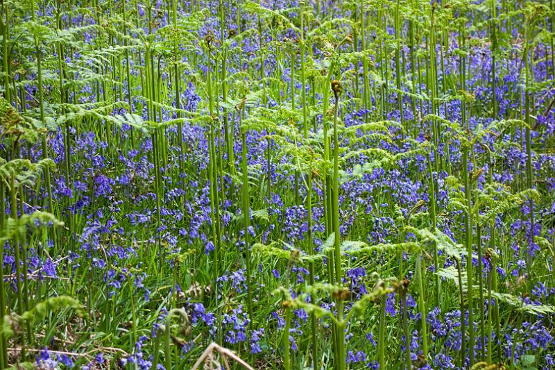 160526_1341_T06662_WHW_hd.jpg - Bluebells und Farne