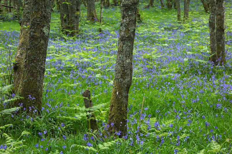 160526_1350_T06665_WHW_hd.jpg - Bluebells