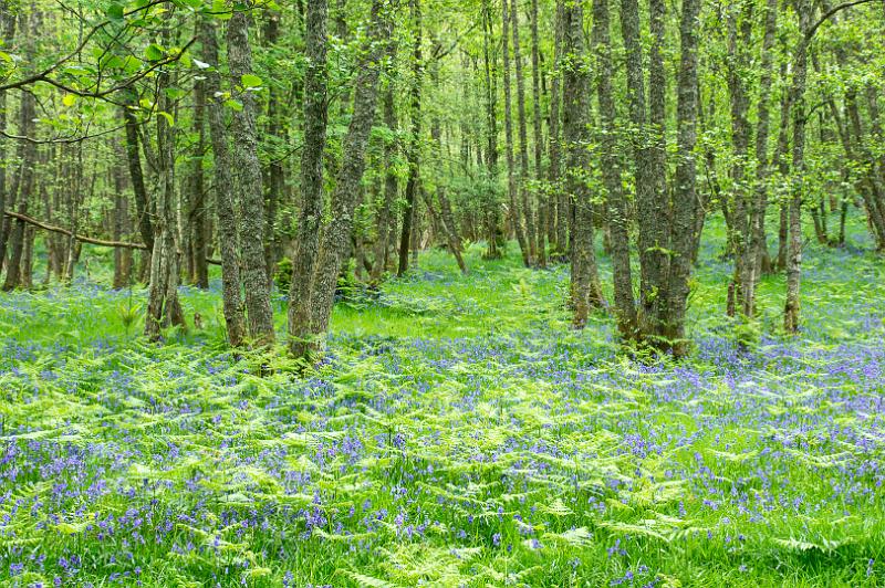 160526_1351_A00893_WHW_WHW_hd.jpg - Bluebells