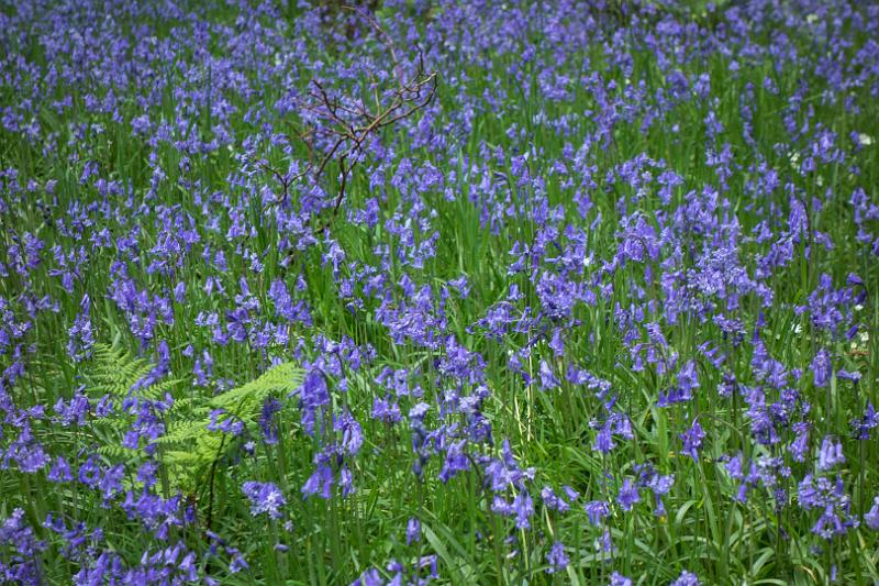 160528_1004_T06694_WHW_hd.jpg - Bluebells