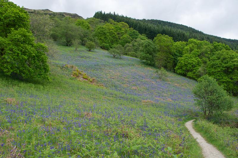 160528_1055_A00927_WHW_hd.jpg - Bluebells am Loch Lomond