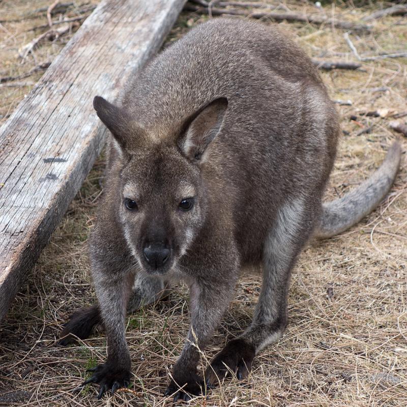 130113_1708_T00810_HazardsBeach.jpg - Cooks Beach Camp: Wallaby