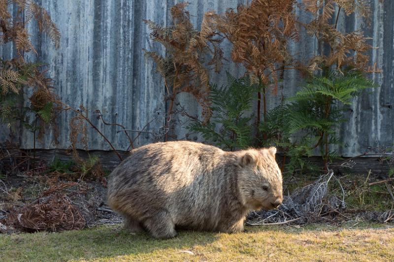 130105_1813_T00142_FrenchsFarm.jpg - Wombat, Frenchs Farm