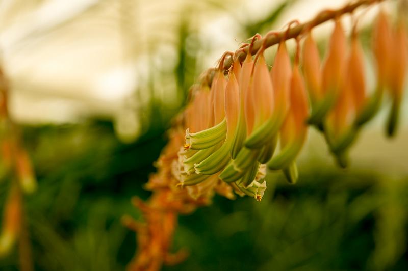 121226_1312_T00386_Hobart_RTBG.jpg - Royal Tasmanian Botanical Gardens