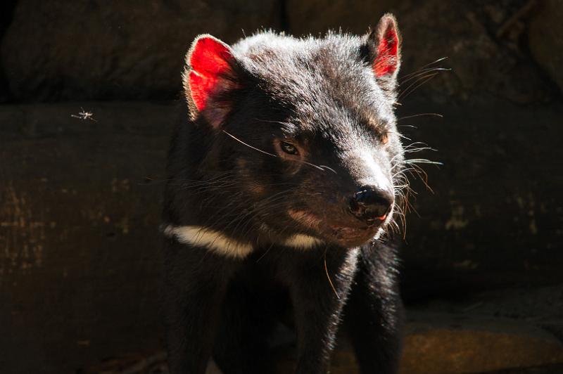 130103_0938_A06593_Tasman.jpg - Tasmanian Devils Conservation Park