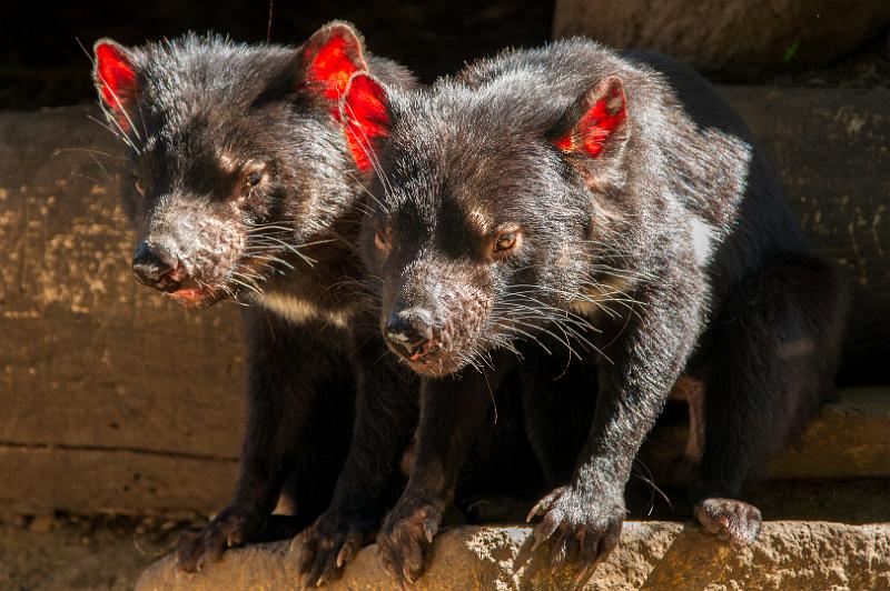 130103_0955_A06644_Tasman_fhd.jpg - Tasmanian Devils Conservation Park